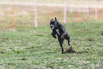 Whippet sprinter running straight on camera and chasing coursing lure on green field