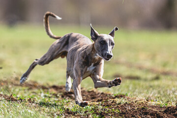 Whippet sprinter running straight on camera and chasing coursing lure on green field