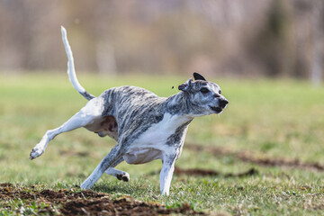 Whippet sprinter running straight on camera and chasing coursing lure on green field