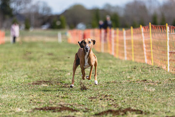 Azawakh dog running straight on camera and chasing coursing lure on green field