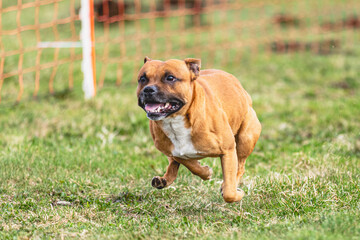 Fototapeta premium Staffordshire Bull Terrier running straight on camera and chasing coursing lure on green field