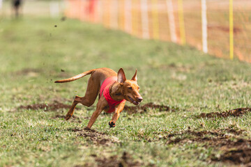 Cirneco Dell Etna dog running straight on camera and chasing coursing lure on green field