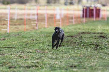 Whippet sprinter running straight on camera and chasing coursing lure on green field