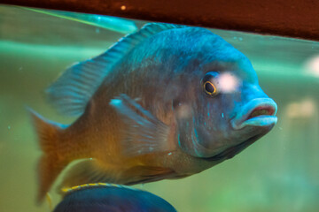 Big blue fish swims in a blue aquarium	
