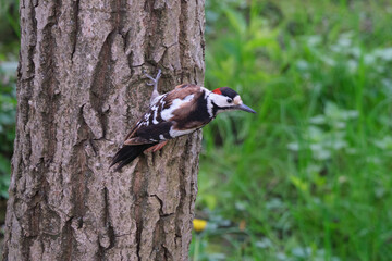 The Syrian woodpecker (Dendrocopos syriacus) with unusual coloration on a walnut trunk. Funny bird in the natural environment