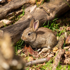 baby rabbit