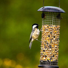 coal tit on feeder