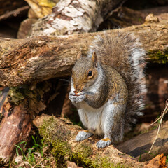 Grey Squirrel