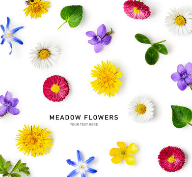 Meadow flowers creative layout isolated on white background.
