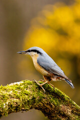 Nuthatch