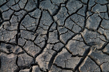 Gray mud cracked from the heat in a dried puddle