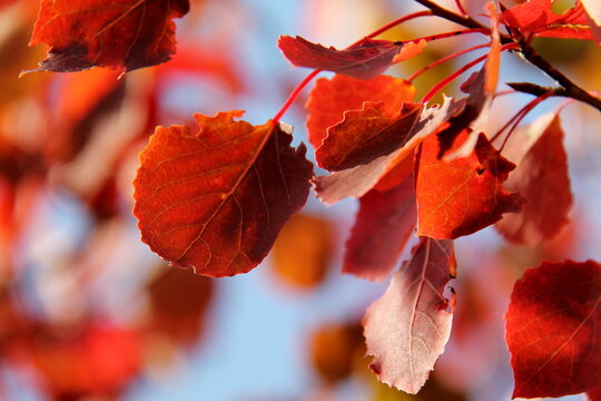 Red leaves of aspen on bokeh background with sky