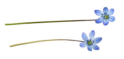 Set of blue scilla flower isolated on white or transparent background