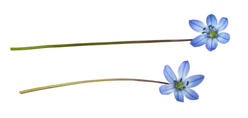 Set of blue scilla flower isolated on white or transparent background