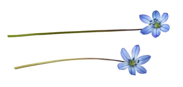Set of blue scilla flower isolated on white or transparent background