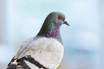 Indian Pigeon or Rock Dove on blurry background