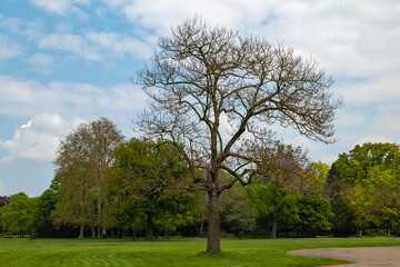 large tree in the city park in spring