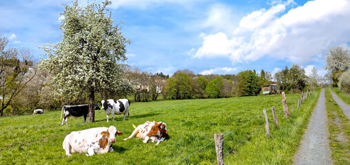 Kühe auf der Frühlingsweide mit Baumblüte © Comofoto