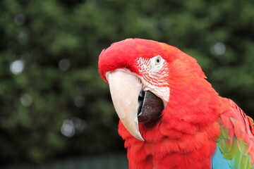 The Face of a Tropical Scarlet Macaw Parrot Bird.