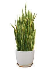 snake plant PNG ,Mother In Law Tongue PNG ,plant pot,frame photo,wall empty