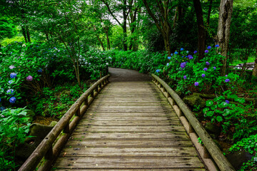 紫陽花と伝統的な木造建築（府中郷土の森公園）