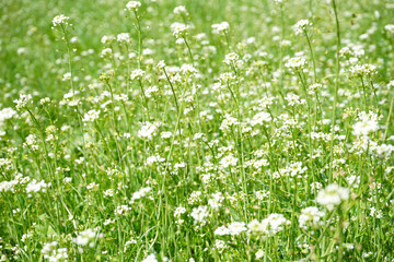 Fototapeta premium Wild spring flowers in sunlight. Close-up.