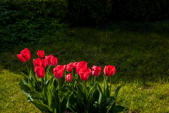 vibrant red flowers set against a lush green lawn, representing the act of gifting women on various occasions such as Mother's Day, International Women's Day, and birthdays. symbolize love, passion,