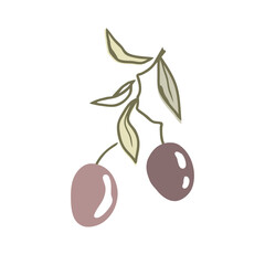 Olive Branch with two fruits and leaves, doodle hand drawn style. Vector isolated Illustration, premium olive oil logo