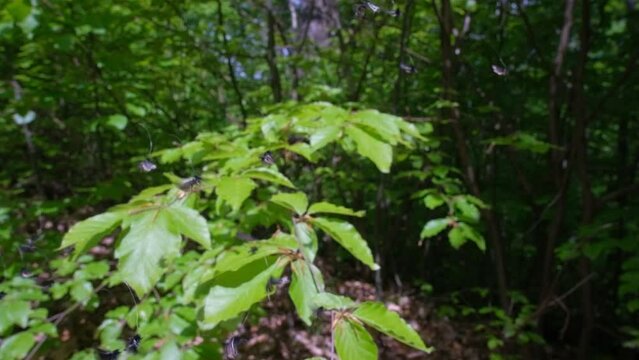 A group of male green longhorn (Adela reaumurella) fly over a beech branch. The fairy longhorn moths in green spring forest. Video slowed down ten times, rapid shooting