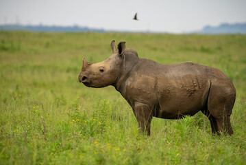 A black rhino standing alone in the grasslands of Kruger National Park.