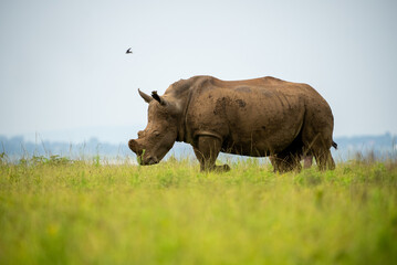 Naklejka na ściany i meble A low view of a de-horned white rhino walking through the grass.