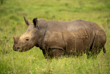 Medium shot of a muddy white rhino standing in long green grass.
