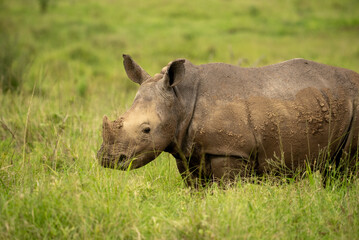 Close-up of a muddy white rhino standing in the African grasslands.