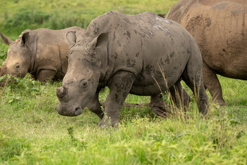 Close-up of a de-horned white rhino with two rhinos in the background.