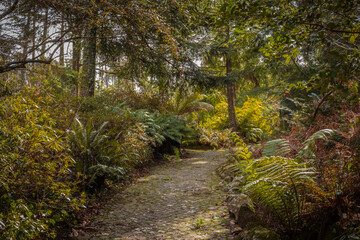 Beautiful pathways of the Pena natural park, Sintra, fairy tale green forest jungle, ferns