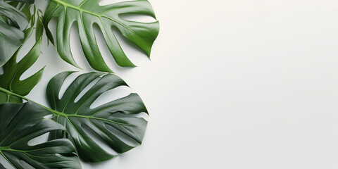 Fototapeta na wymiar Top view of isolated monstera leaves on large light pastel background. Flat lay composition with space for copy.