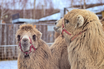 Portrait of a pair of camels together. Close-up
