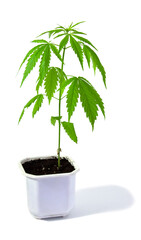 Cannabis plant in a pot on a white background. Young plant isolated