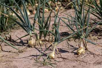 Green onions in the summer , close up