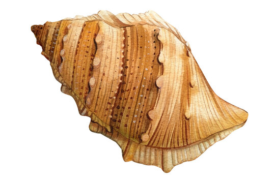 Sea shell illustration. Watercolor seashell isolated white background. Hand drawn watercolor painting shell.