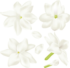 jasmine Flower. Perfect realistic vector illustration. Isolated on white background.