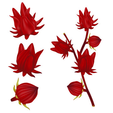 Set red roselle fruits. Perfect realistic vector illustration. Isolated on white background.