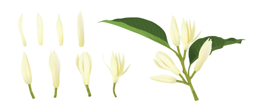 Champak Flower. Realistic Elements for Labels of Cosmetic Skin Care Product Design. Vector Isolated Illustration