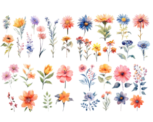 Set of watercolor flowers on white background