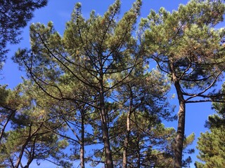 Obraz premium parmi les pins