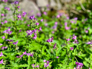 Purple spring flowers and leaves
