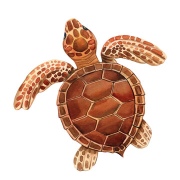 Baby turtle on isolated background, watercolor illustration, hand drawing sea turtle illustration
