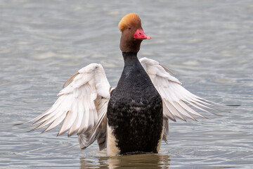 European wigeon Anas penelope is a mediterranean duck common in the aiguamolls de emporda in girona spain