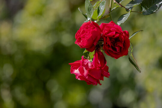 green background and red rose.