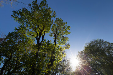 Young spring foliage of trees in the spring season
